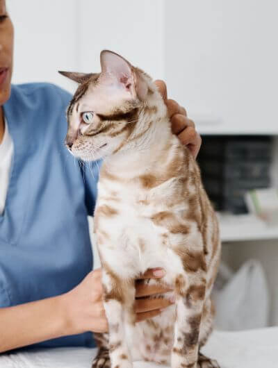 cat at the vet hospital