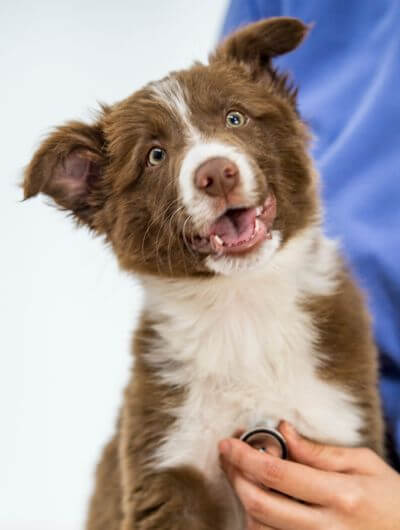 dog on yearly exam at the vet clinic