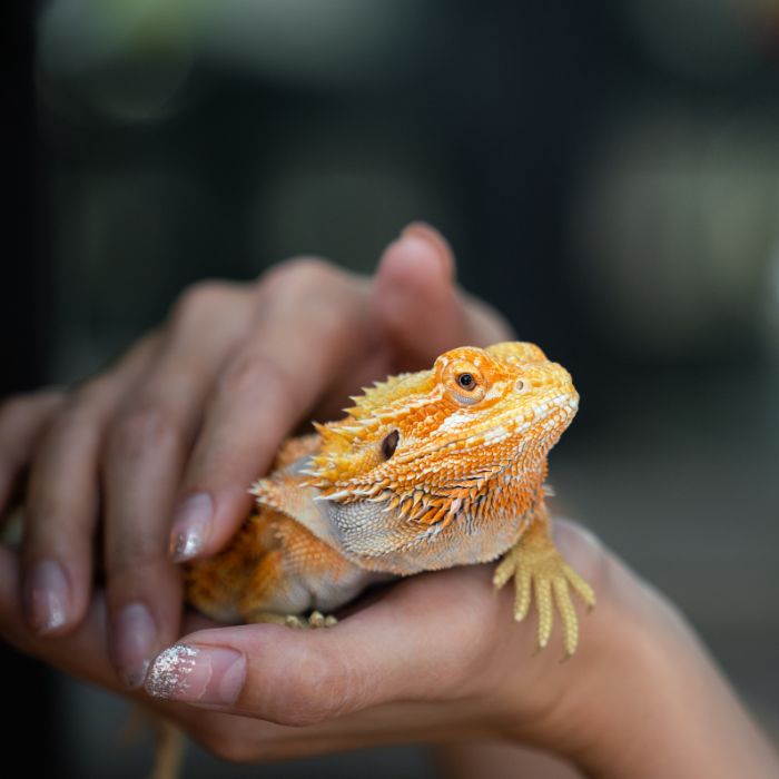 A person gently holds an orange lizard in their hands