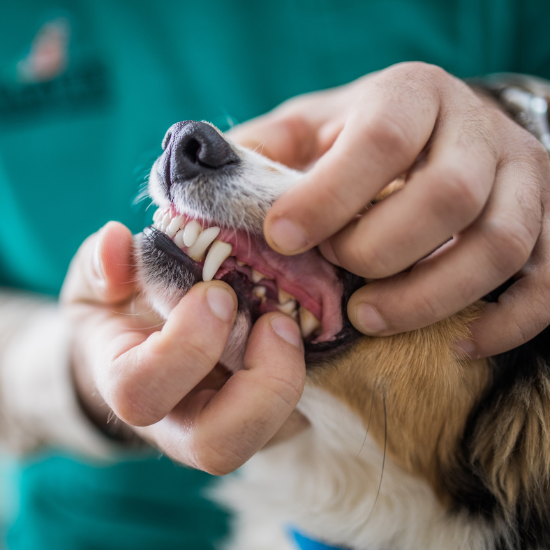 A person carefully examines a dogs teeth