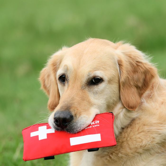 A dog carrying a first aid kit in its mouth