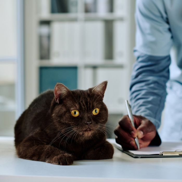 A person writes on a clipboard while a cat rests