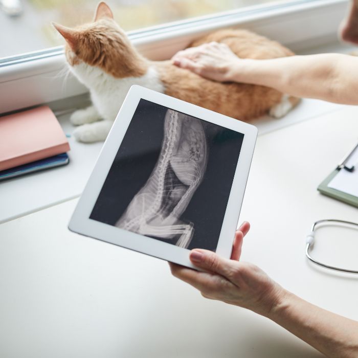 A person examines a tablet displaying an X-ray image