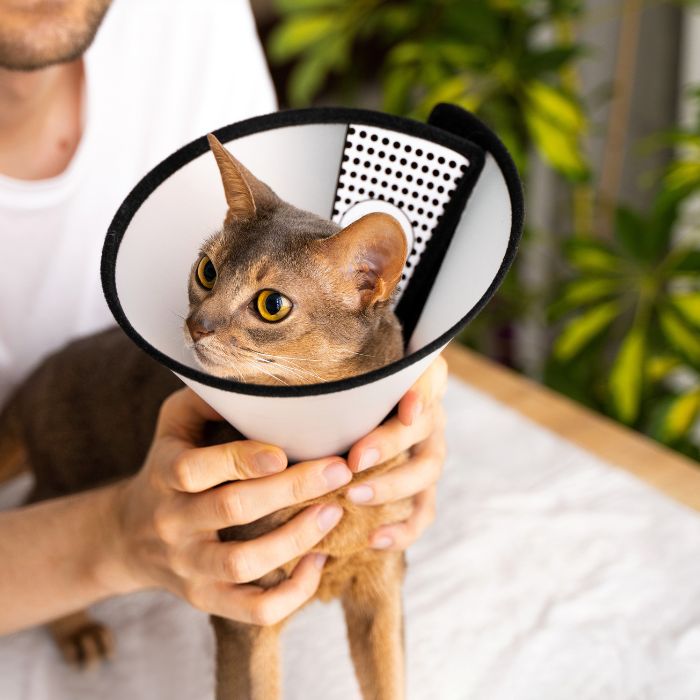 A man gently holds a cat wearing a cone collar