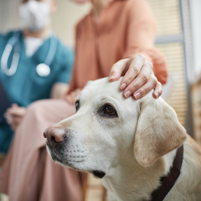 A woman and a man sit closely, engaging with a dog