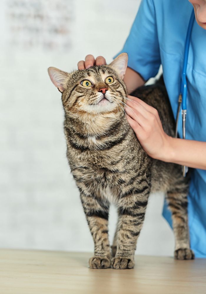 A woman wearing a blue shirt gently pets a cat