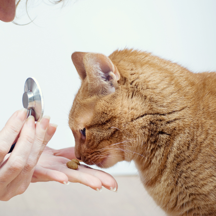 vet giving a cat a treat